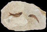 Multiple Knightia Fossil Fish - Wyoming #60782-1